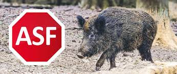 Uwaga! Ogniska wirusa afrykańskiego pomoru świń (ASF) u dzików